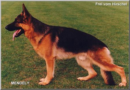 Frei vom Hirschel