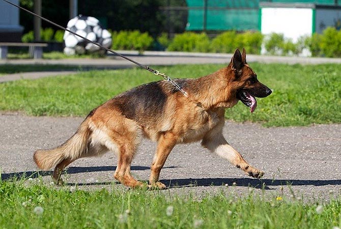Negus Karil`s Chastushka