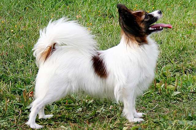 Snow Danwest Catelina