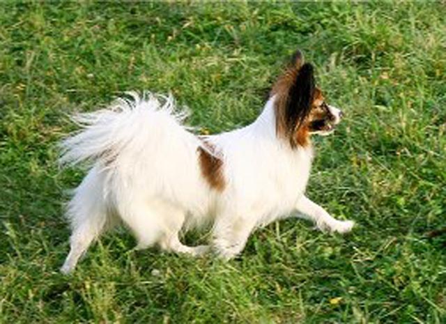 Snow Danwest Catelina