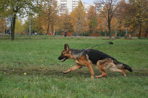 Зависть Богов Жётэм